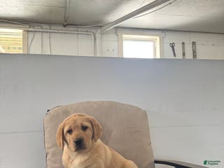 Labrador Retriever dogs Penny🐾❤️AKC Hip CERT English Lab❤️Call 717-663-8617 - Ad 16