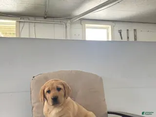 Labrador Retriever dogs Penny🐾❤️AKC Hip CERT English Lab❤️Call 717-663-8617 - Ad 42