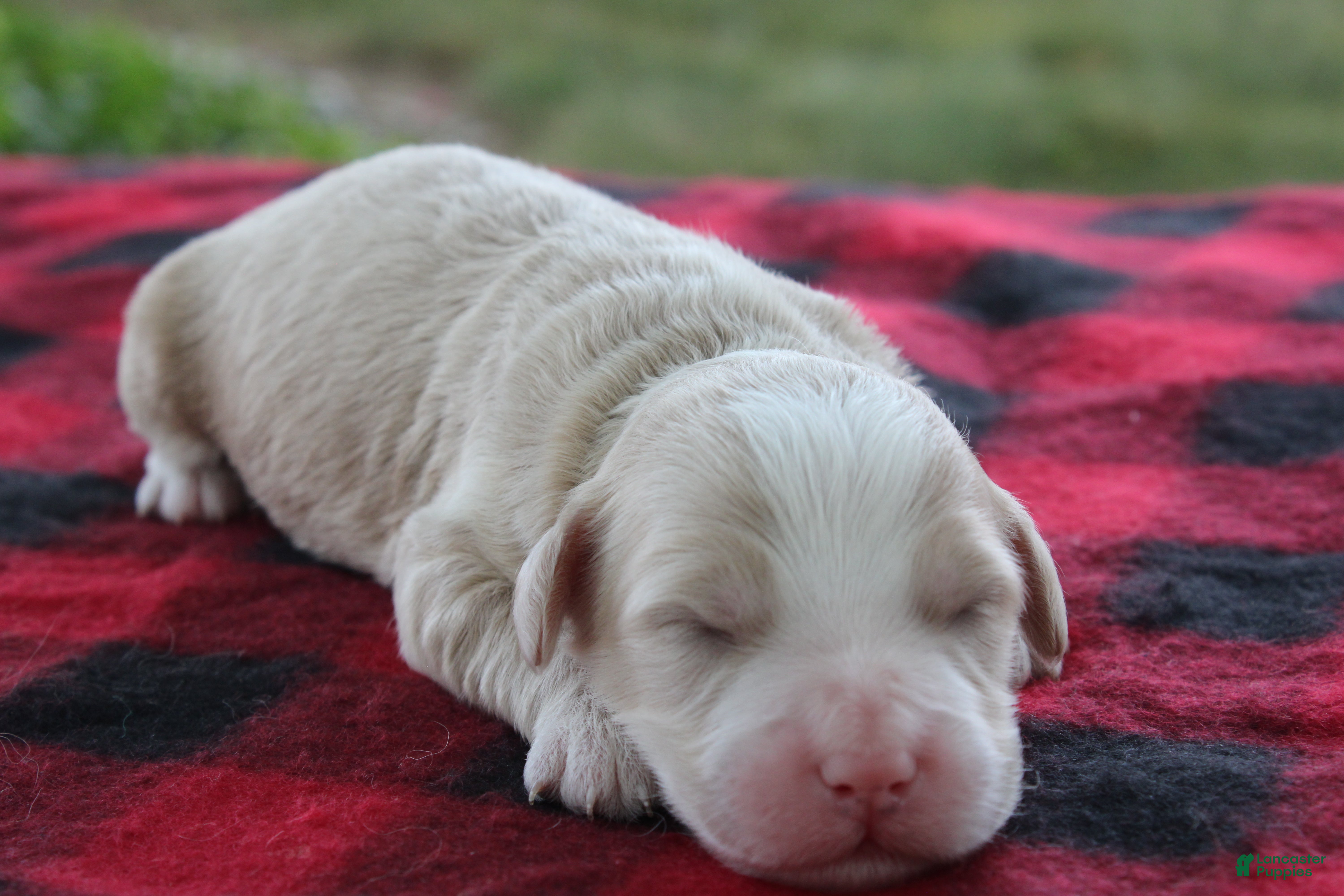 Mini Goldendoodle dogs Vinnie - Ad 1