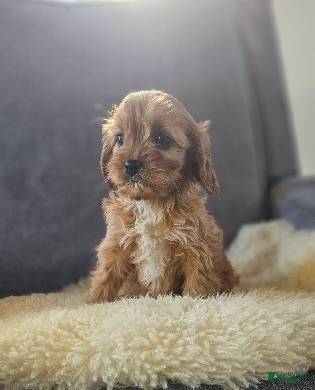Cavapoo dogs for sale: Willow - Ad 6