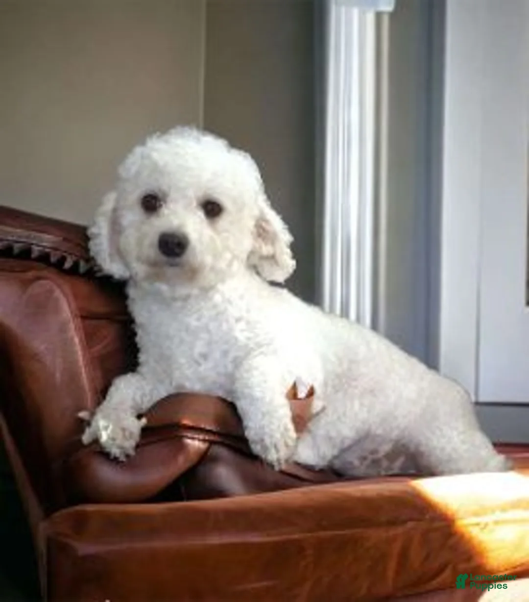 Cavachon dogs for sale: Maple - Ad 3