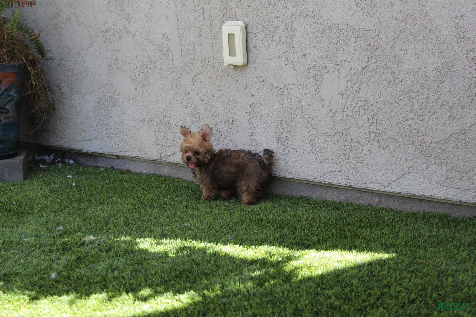 Yorkshire Terrier dogs Mrs Brawny  - Ad 2