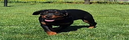 Mixed Breed dogs for sale: Luke - Ad 4
