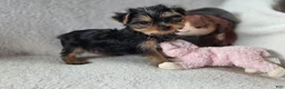 Yorkshire Terrier dogs for sale: Aowin - Ad 3