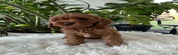 Cavapoo dogs for sale: Darcy  - Ad 6