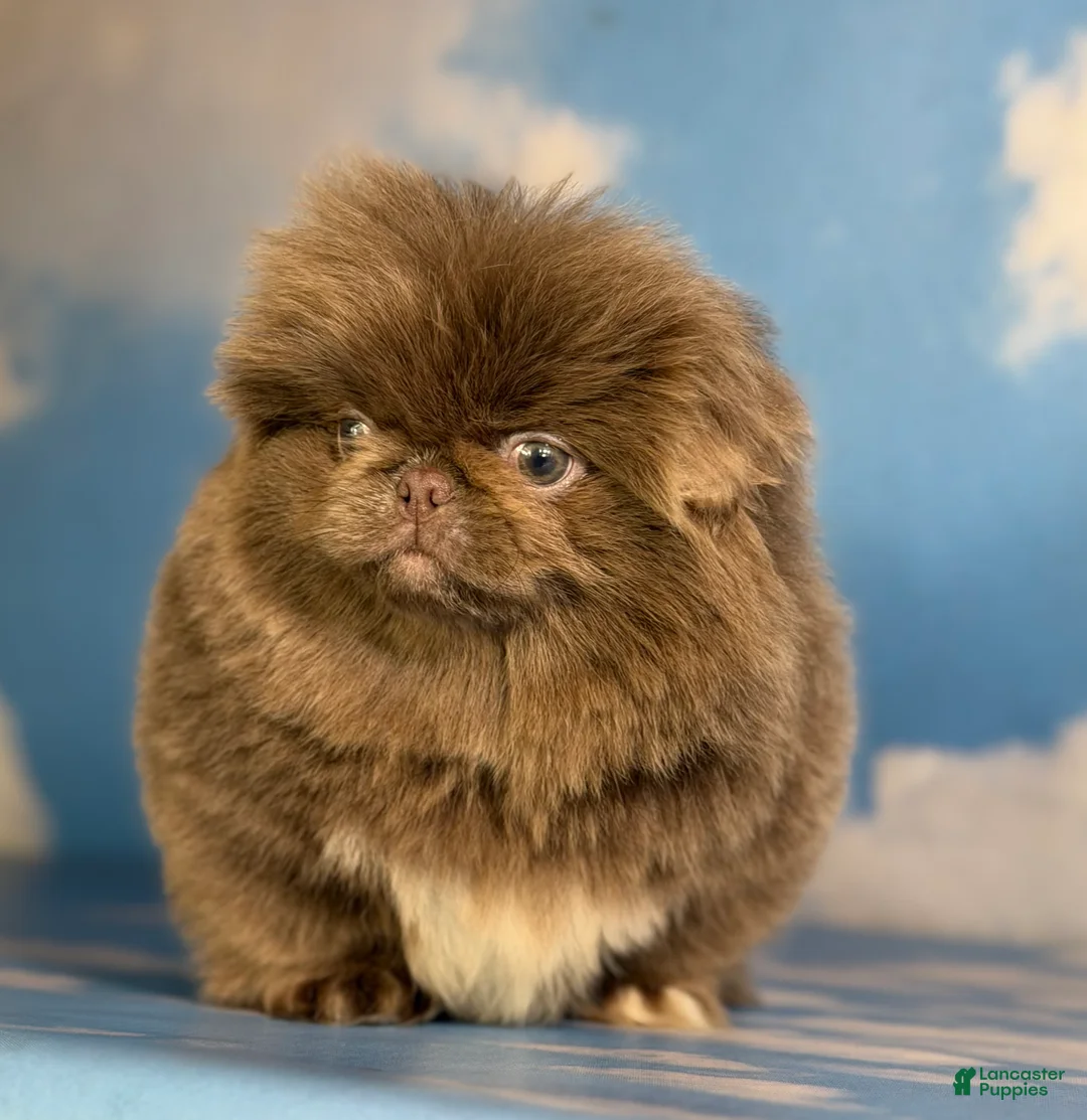 Pekingese dogs for sale: AKC DNA OFA Buddy lilac - Ad 1