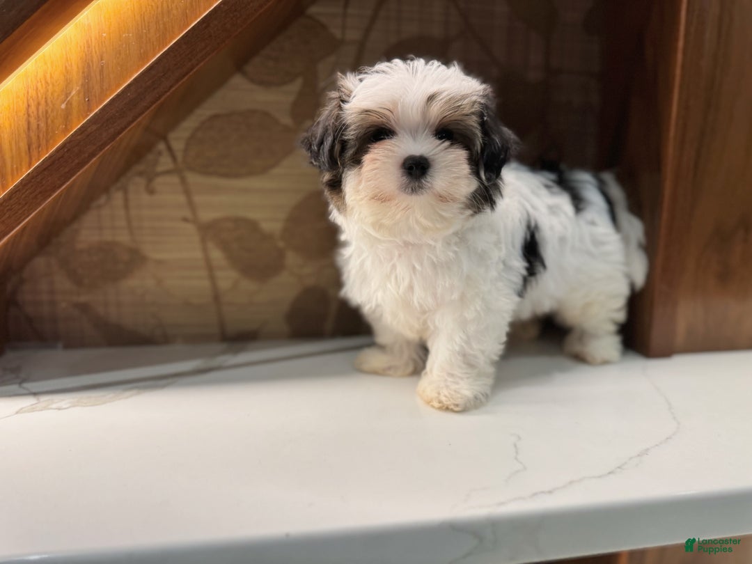 Morkie dogs for sale: Ruby - Ad 4
