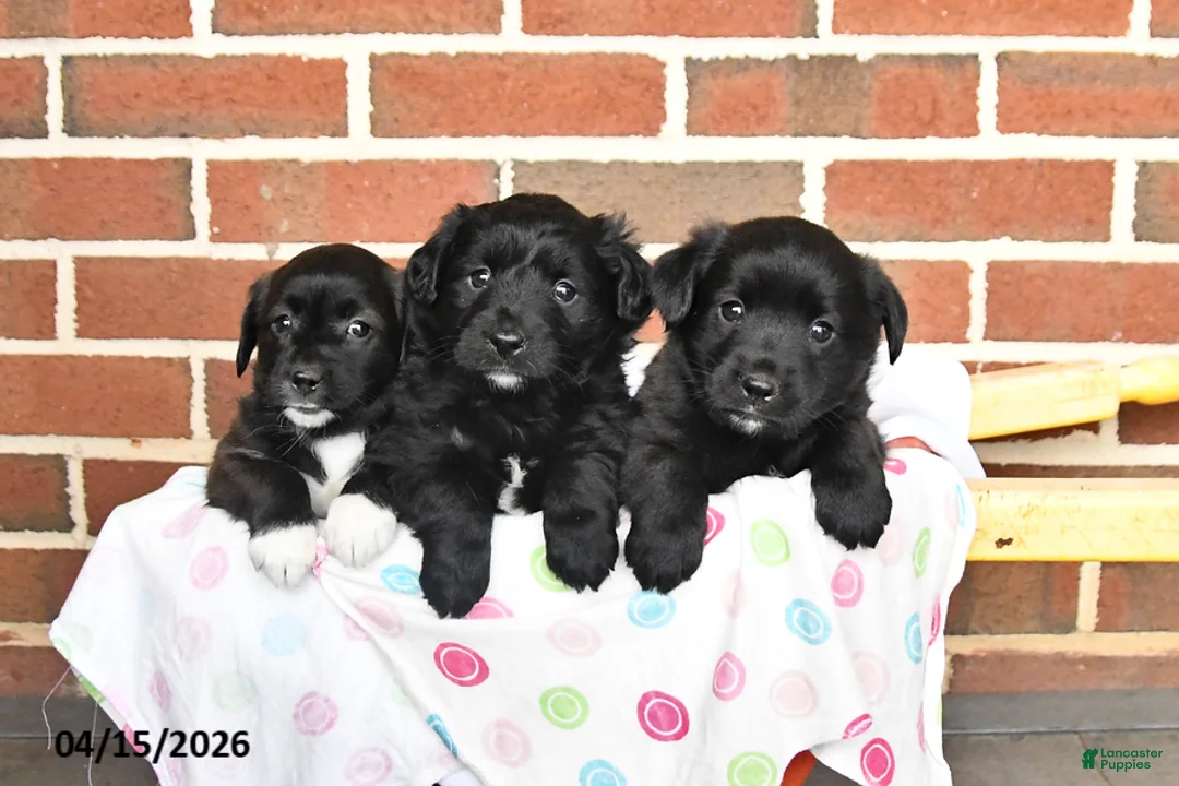 Mixed Breed dogs for sale: Lilac - Ad 5