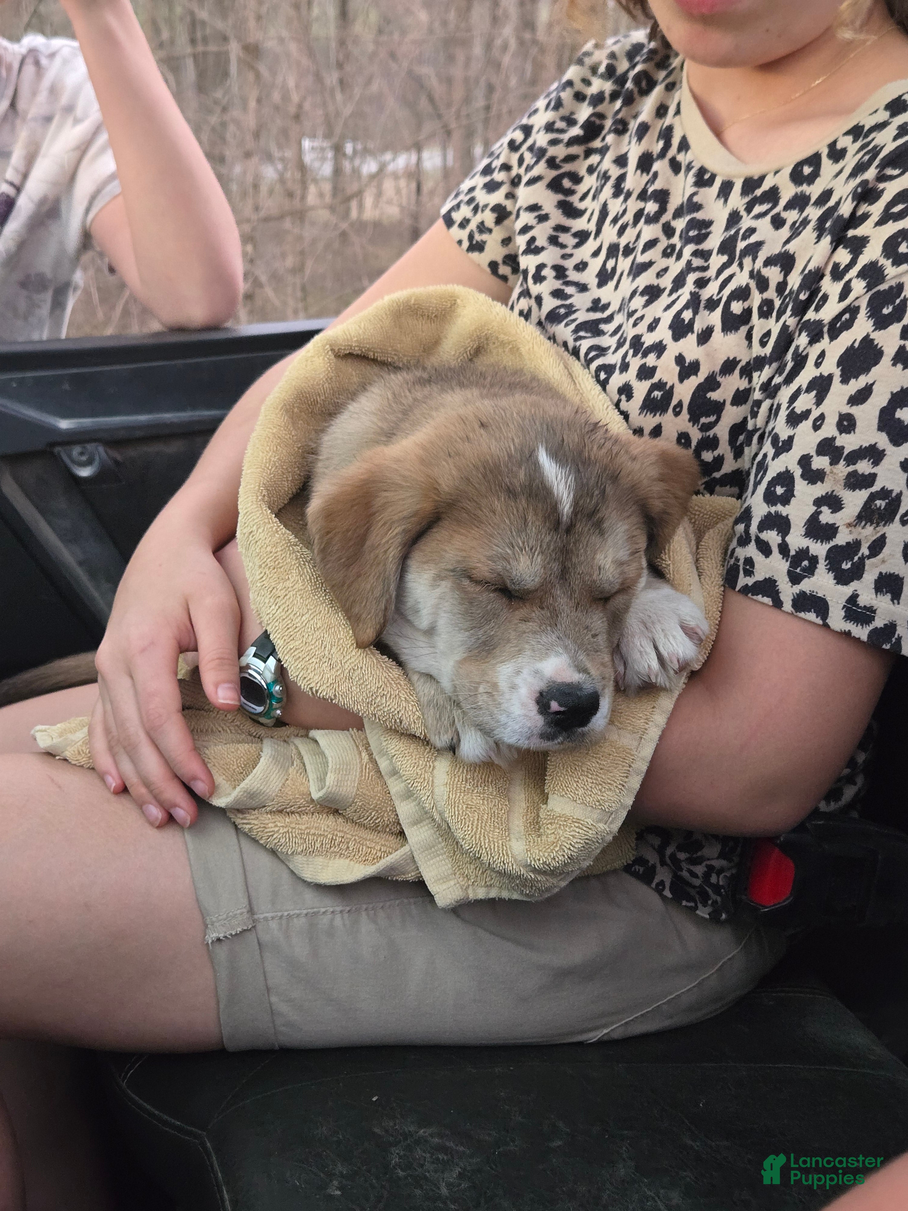 Mixed Breed dogs Juliette - Ad 22