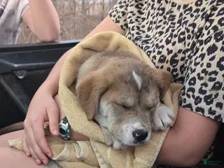 Mixed Breed dogs Juliette - Ad 22