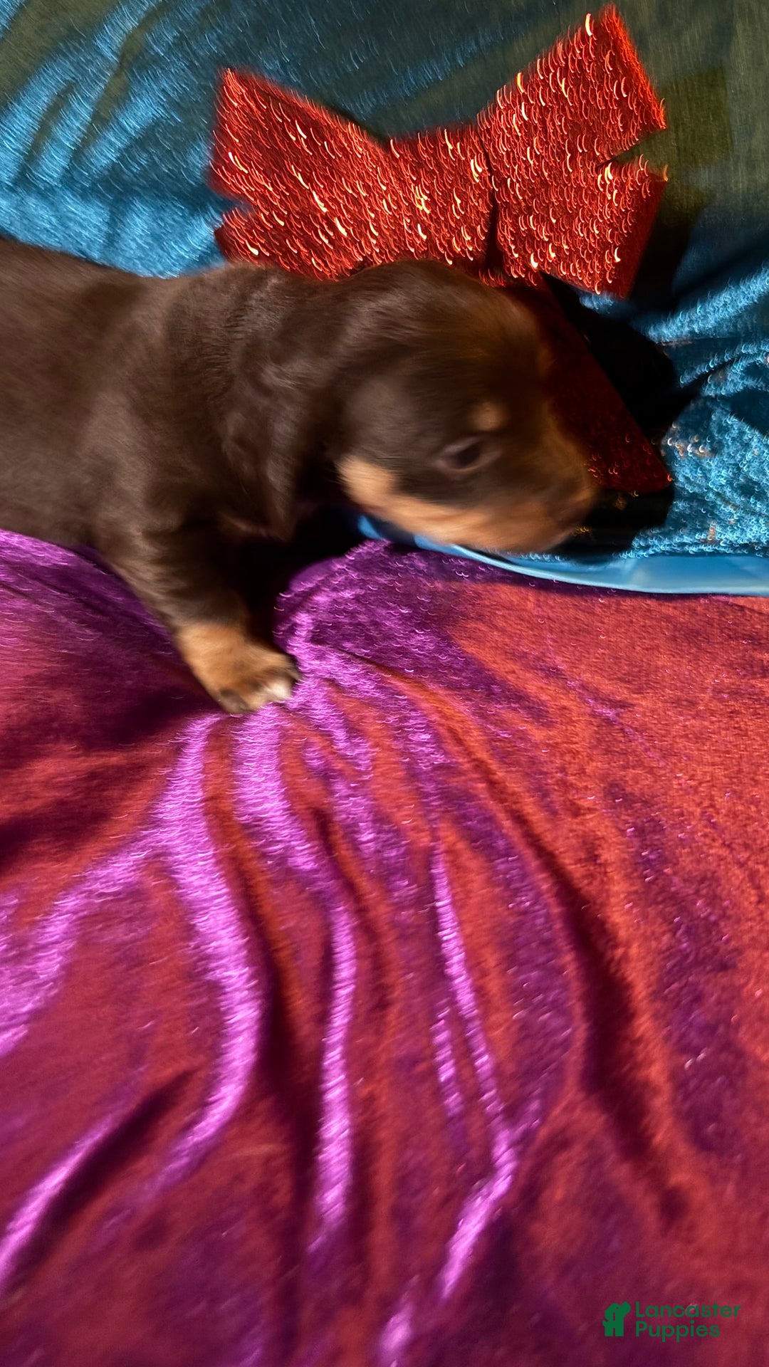 Miniature Dachshund dogs for sale: Miniature Dachshund Puppy 1 - Ad 3