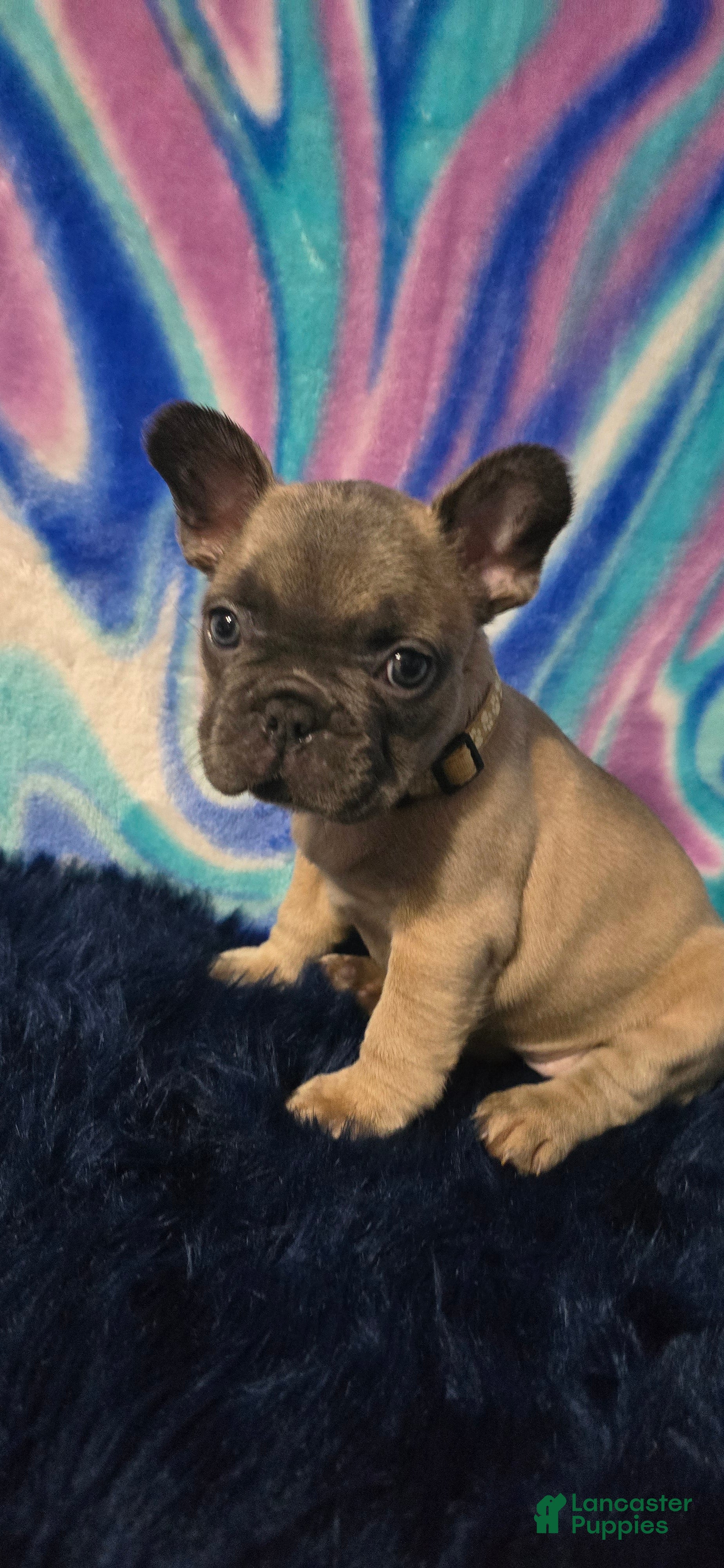 French Bulldog dogs Stella - Ad 1