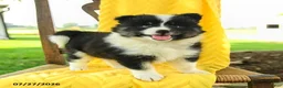Pomsky dogs for sale: Rory - Ad 2