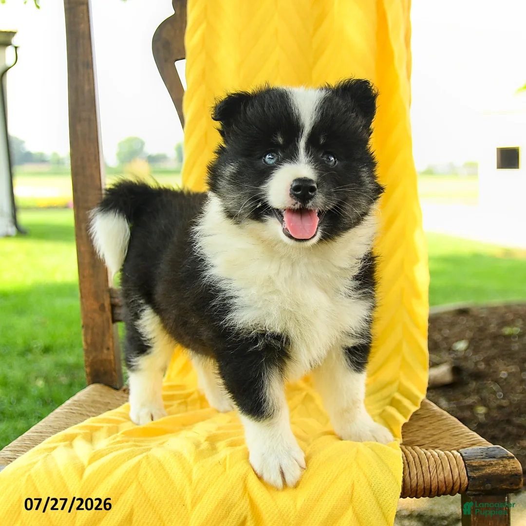 Pomsky dogs for sale: Rory - Ad 2