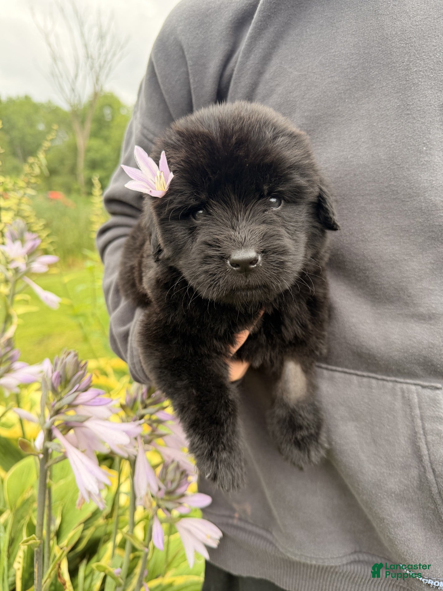 Newfoundland dogs Pat Benatar - Ad 1
