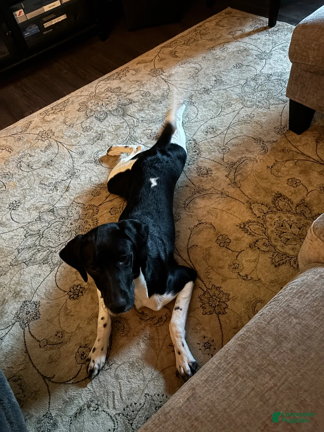 Mixed Breed dogs for sale: Bear - Ad 2