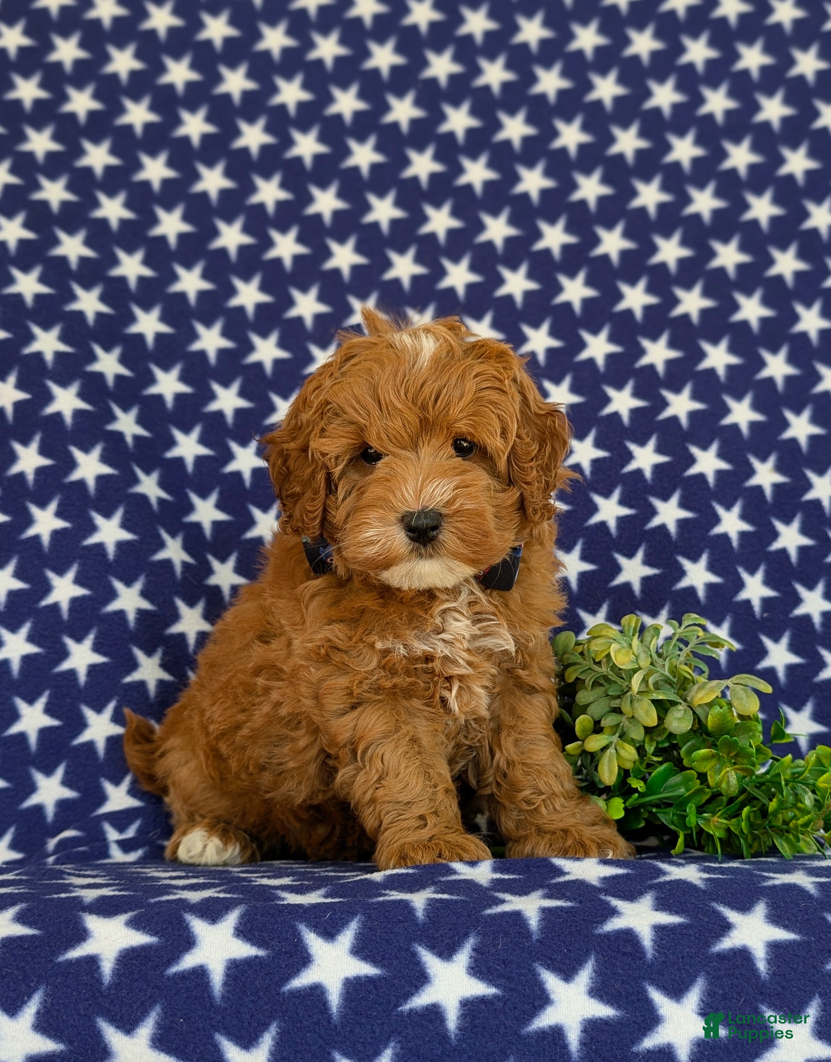 Cavapoo dogs for sale: Omar Hypoallergenic - Ad 3