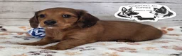 Miniature Dachshund dogs for sale: Mavis - Ad 1