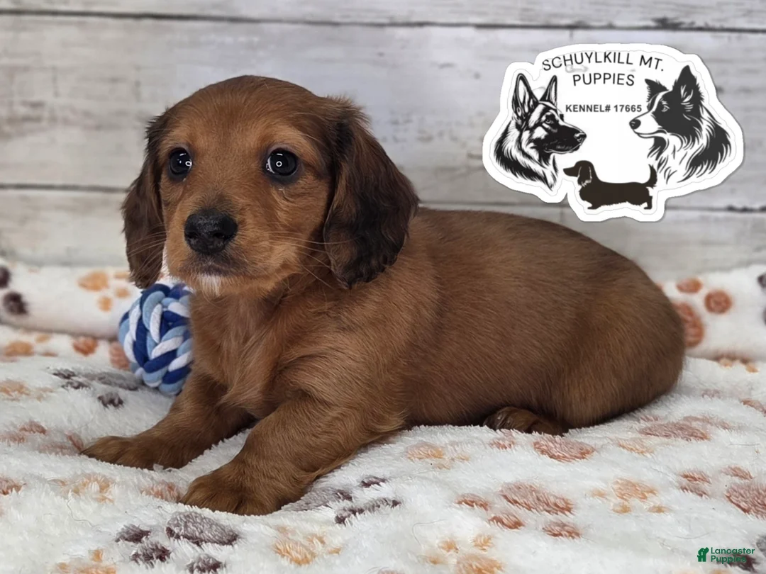 Miniature Dachshund dogs for sale: Mavis - Ad 1