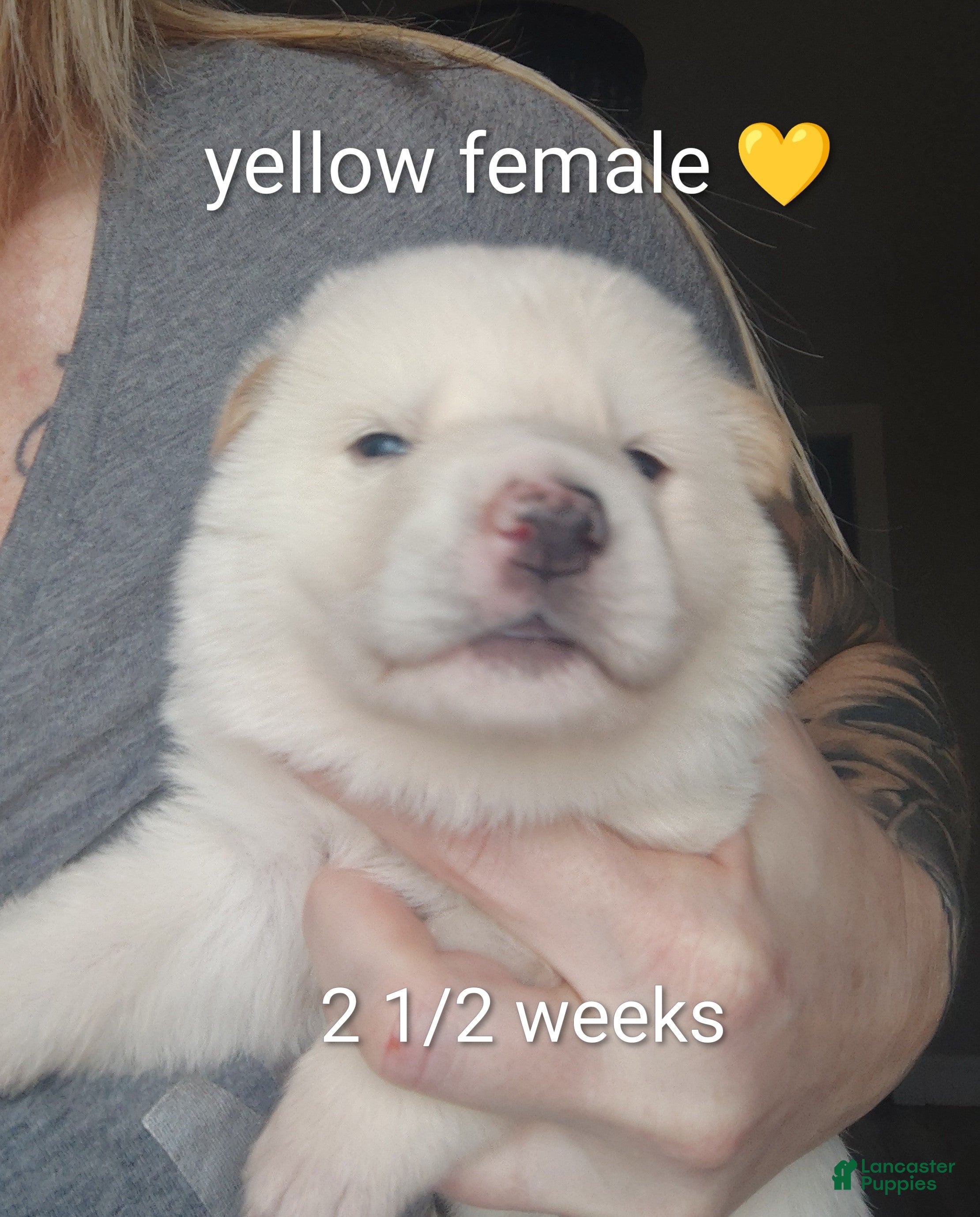 German Shepherd dogs Anna - Ad 2