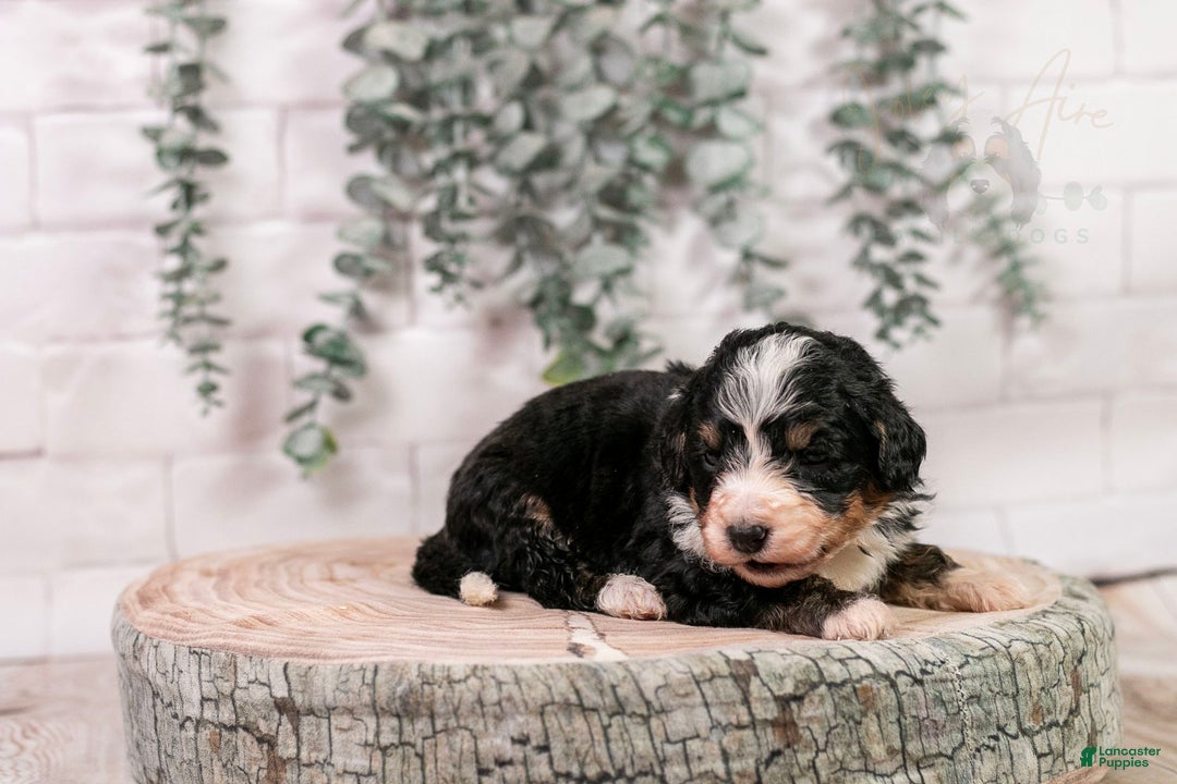 Bernedoodle dogs for sale: HalfPipe - Ad 10