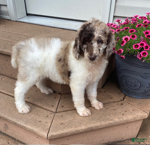 Standard Poodle dogs Tulip- genetic clear - Ad 2