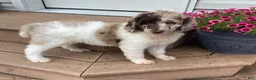 Standard Poodle dogs for sale: Tulip- genetic clear - Ad 2