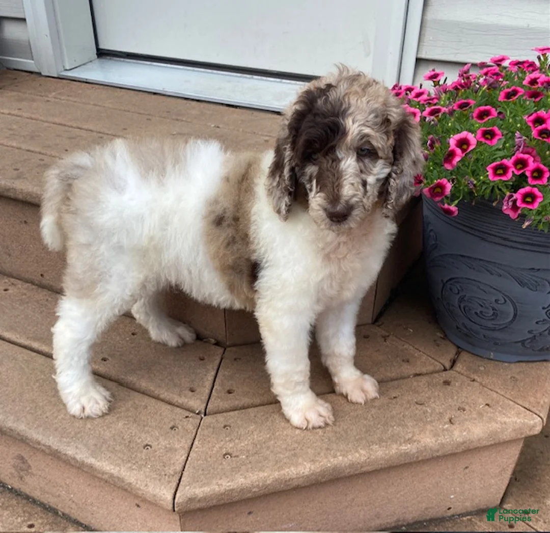 Standard Poodle dogs for sale: Tulip- genetic clear - Ad 2