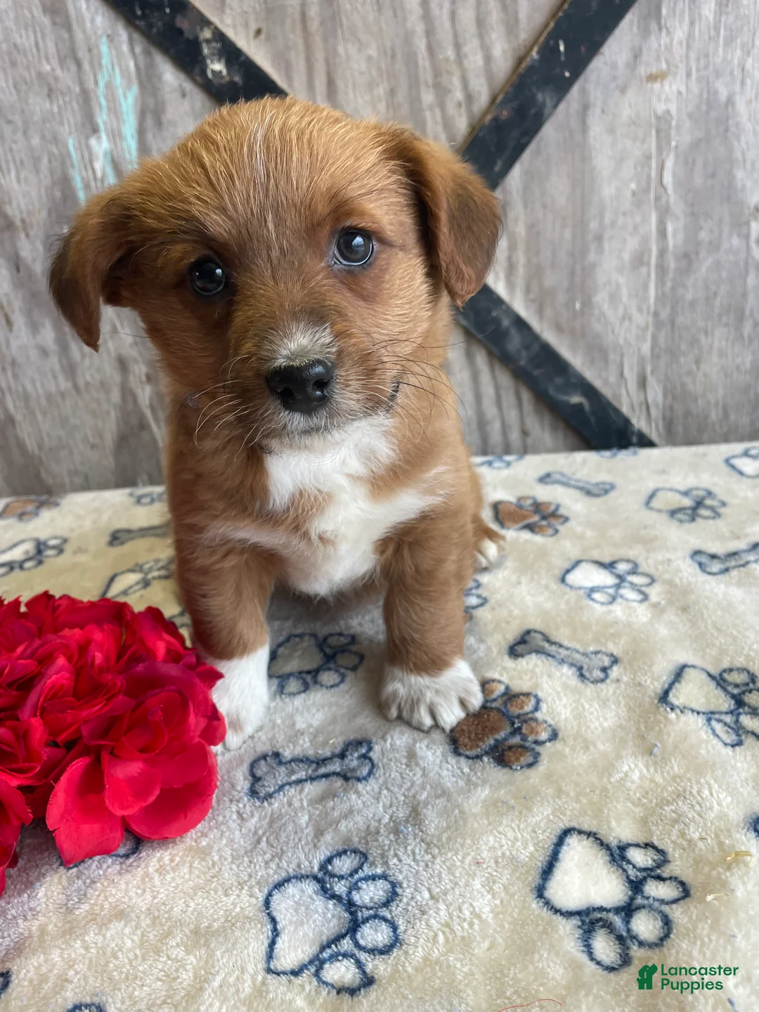 Corgipoo dogs for sale: Ginny - Ad 2