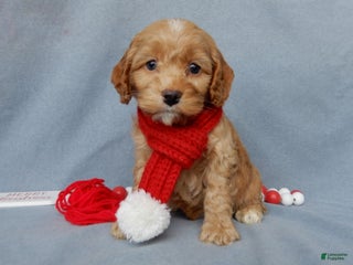 Cockapoo dogs Ace - Ad 24