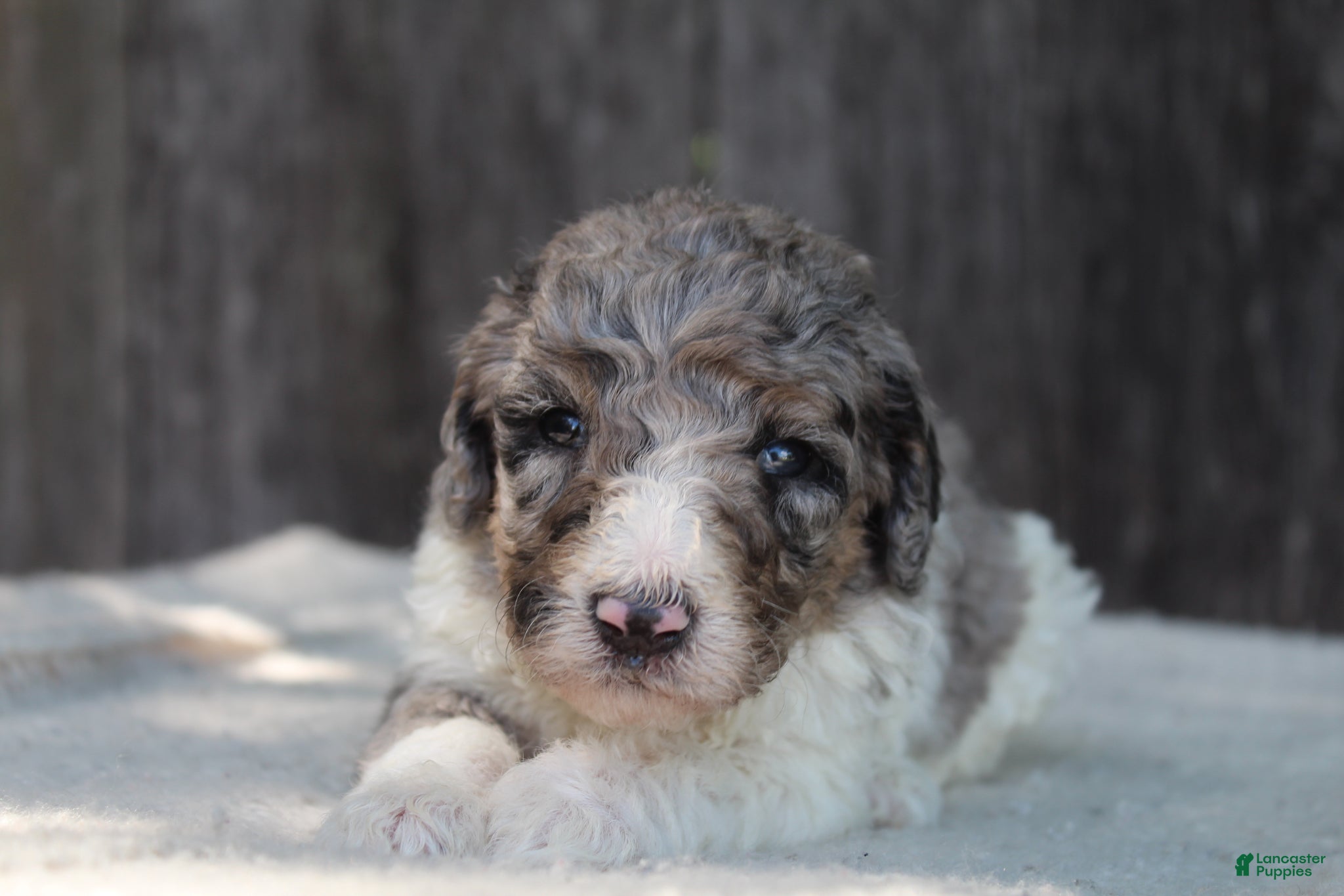 Standard Poodle dogs for sale: Willow AKC standard poodle - Ad 11