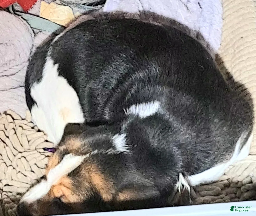 Beagle dogs for sale: Beagle Puppy 2 - Ad 3