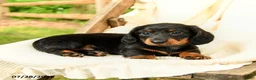 Miniature Dachshund dogs for sale: Danika - Ad 3