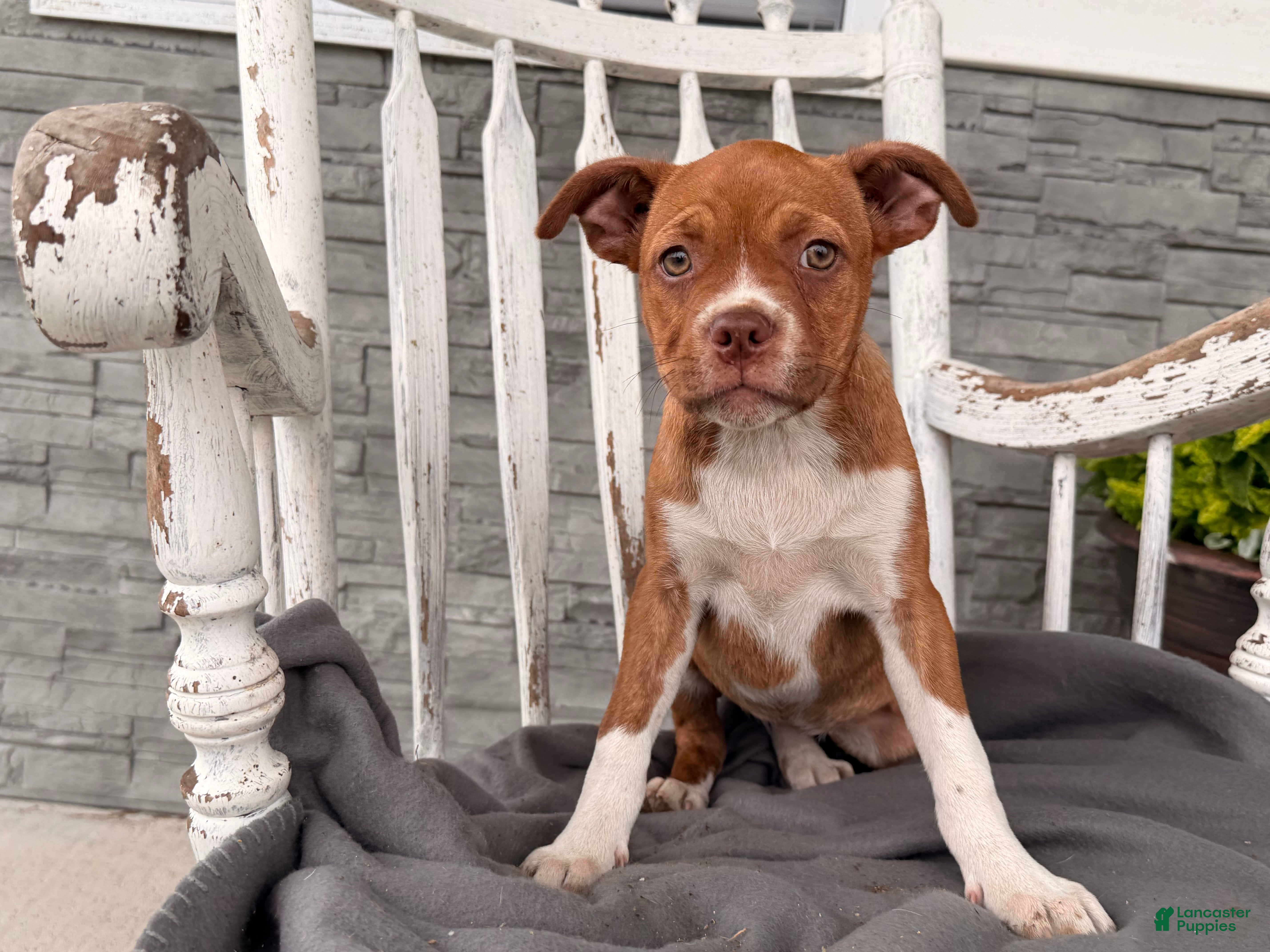 Mixed Breed dogs Charity  - Ad 1
