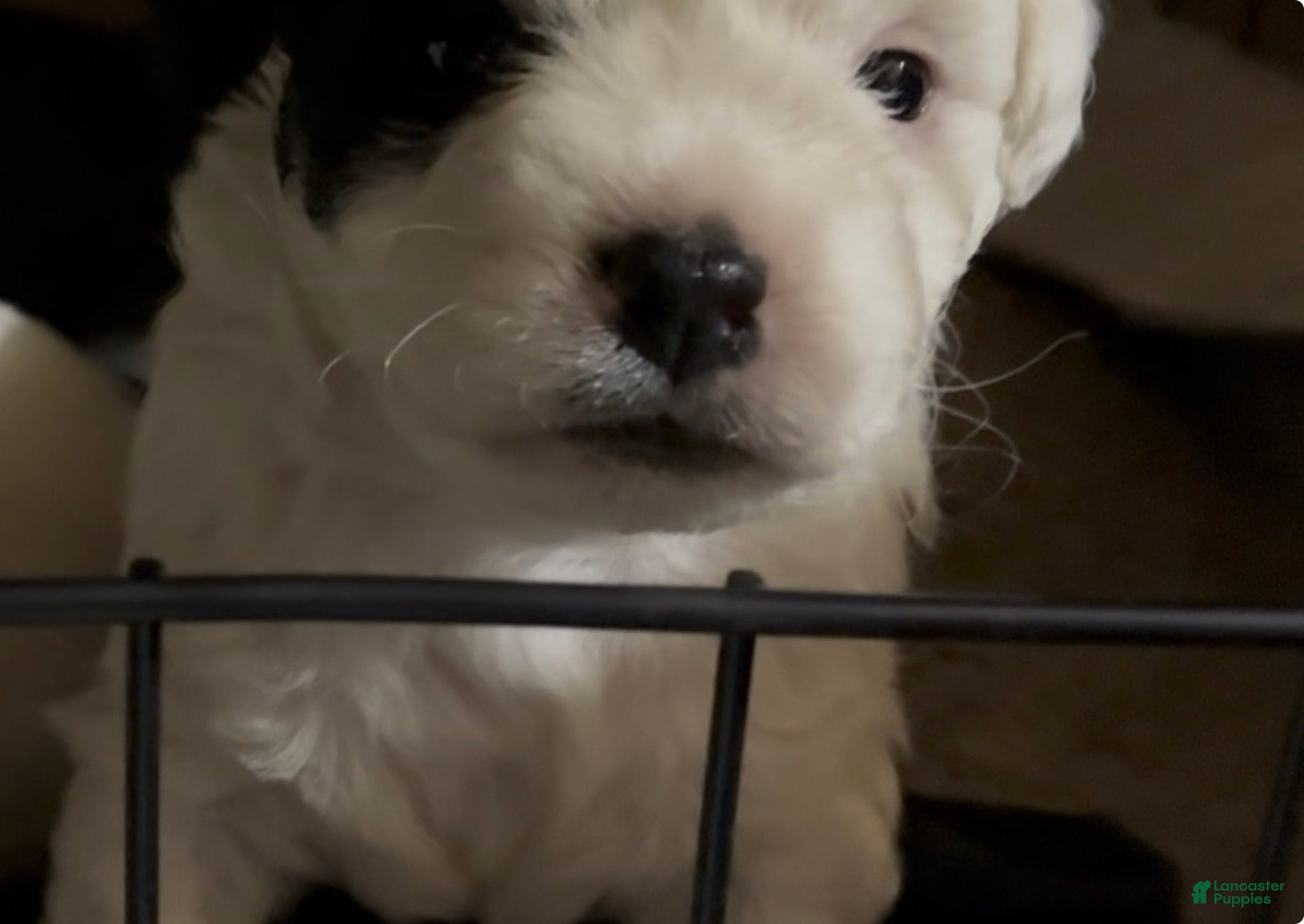 Havapoo dogs  Puppy 3 - Ad 1