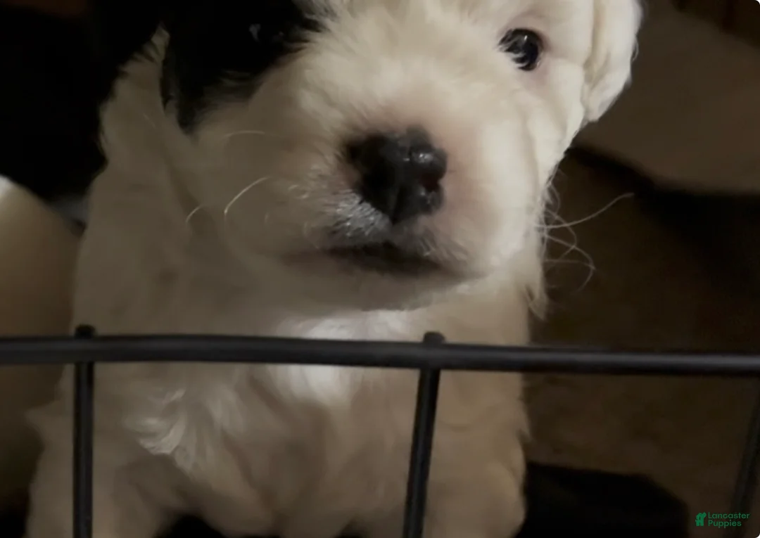 Havapoo dogs for sale:  Puppy 3 - Ad 1