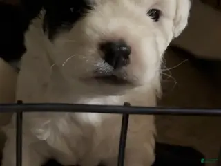 Havapoo dogs Puppy 3 - Ad 1