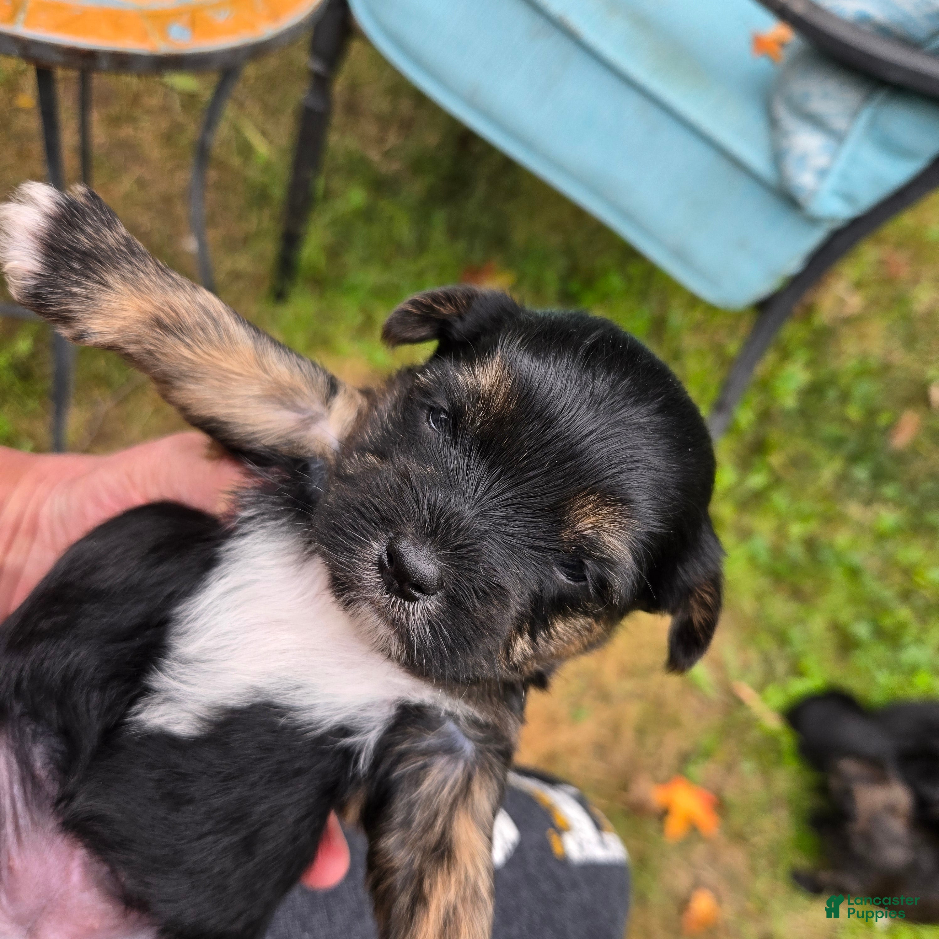 Morkie dogs Chinn - Ad 1