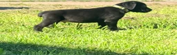 Cane Corso dogs for sale: Dean AKC green collar - Ad 9