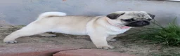 Pug dogs for sale: Clover - Ad 6