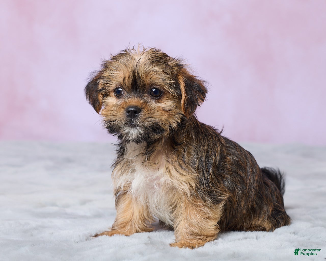 Shorkie dogs Archie - Ad 2