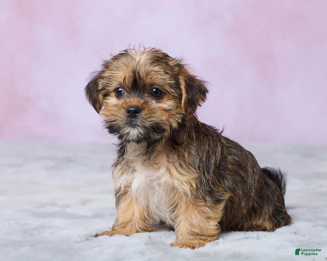 Shorkie dogs for sale: Archie - Ad 2