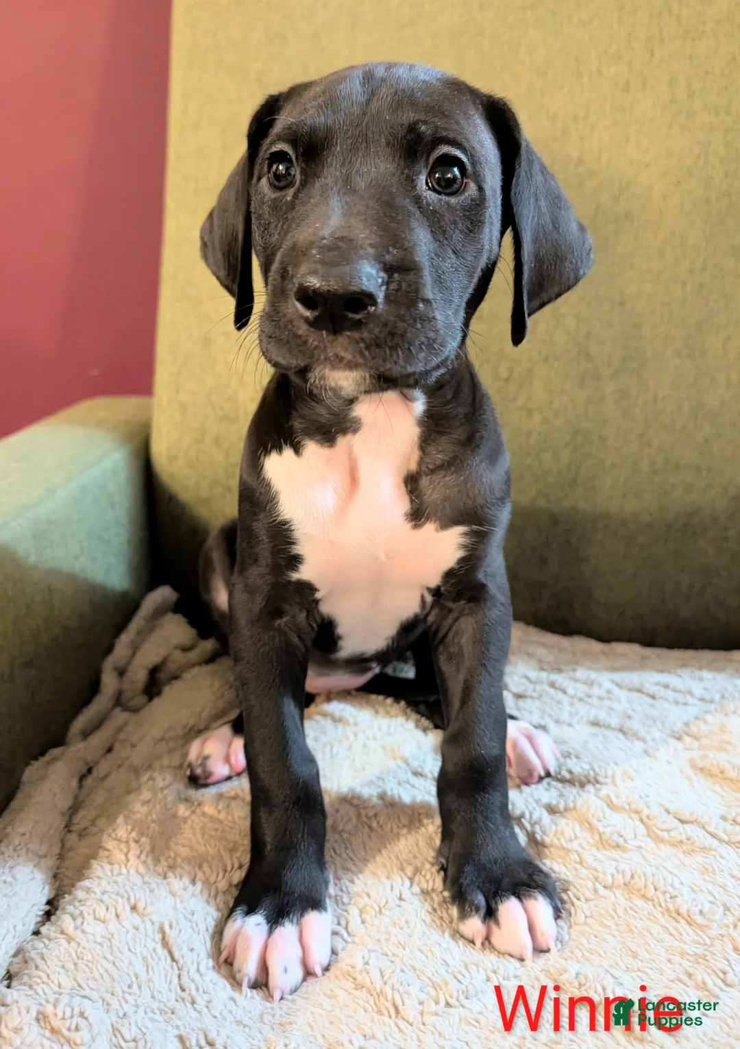 Great Dane dogs for sale: Great Dane Puppy 4 - Ad 1