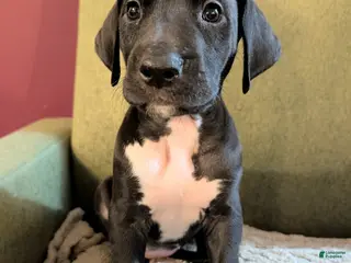 Great Dane dogs Great Dane Puppy 4 - Ad 30