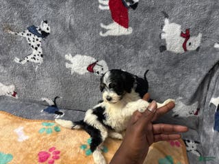 Miniature Labradoodle dogs Young - Ad 29