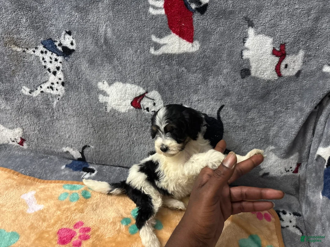 Miniature Labradoodle dogs for sale: Young - Ad 1