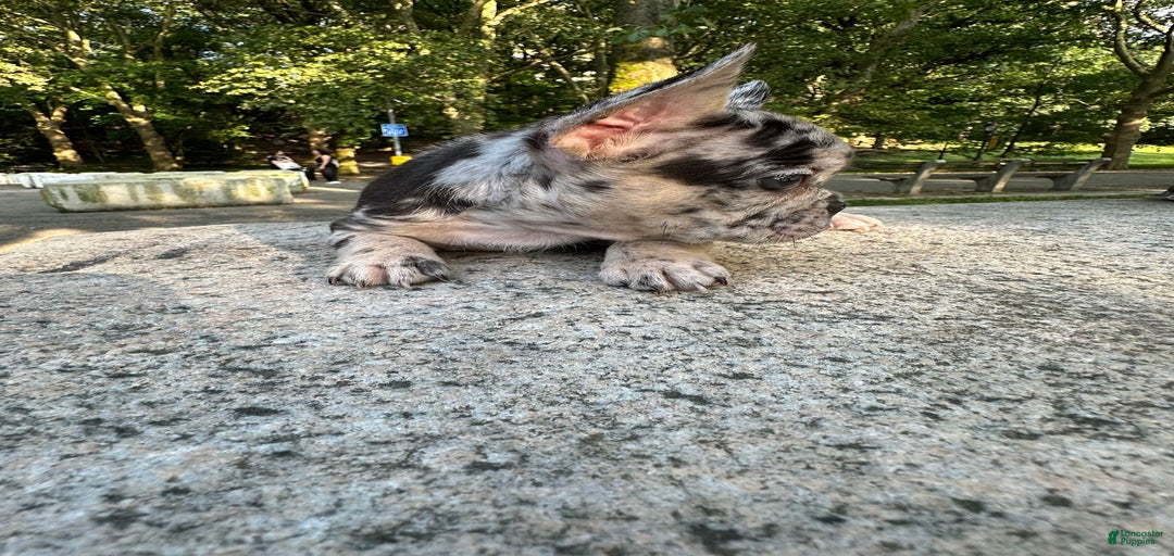 Gallery Image {{count}}