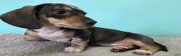 Miniature Dachshund dogs for sale: Flora - Ad 1