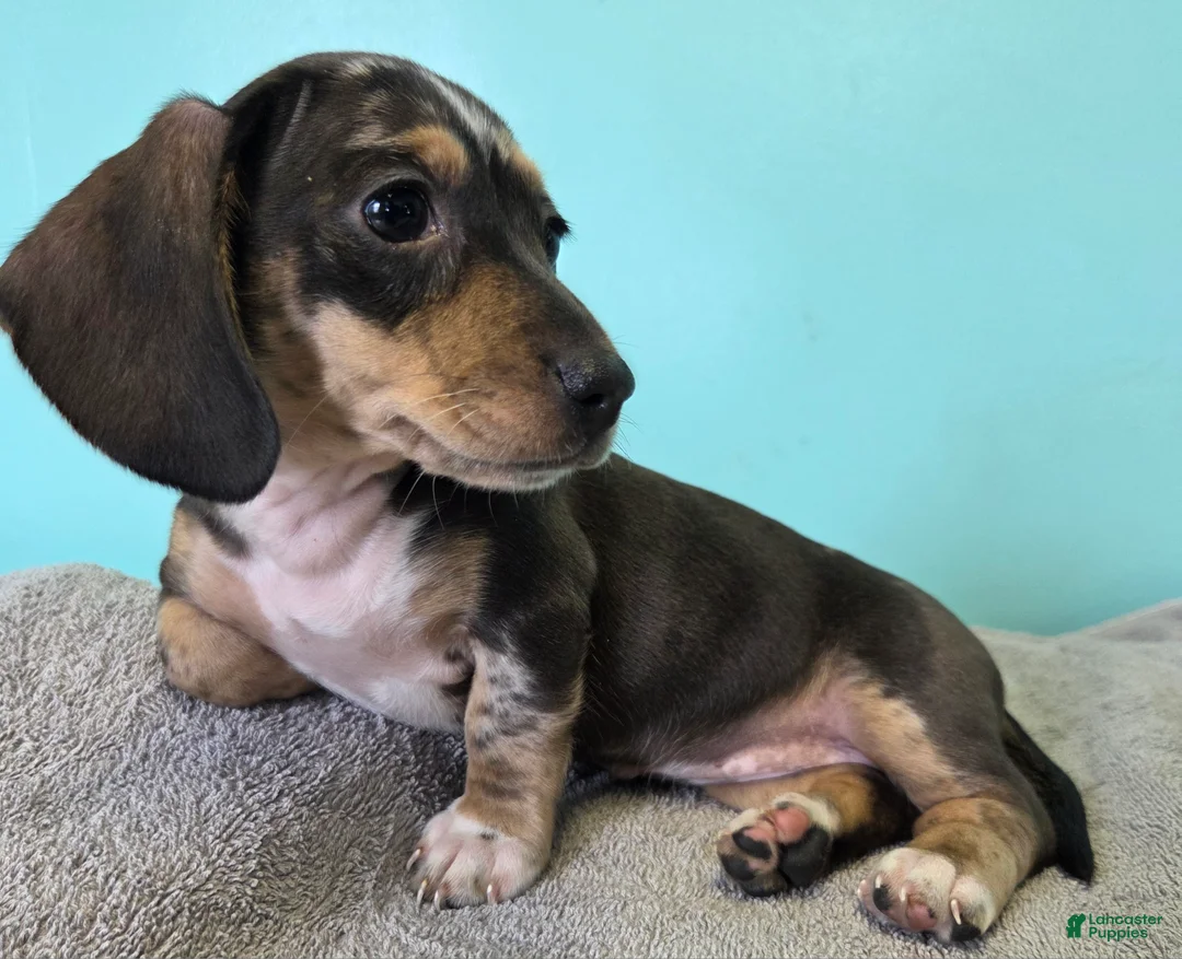 Miniature Dachshund dogs for sale: Flora - Ad 1