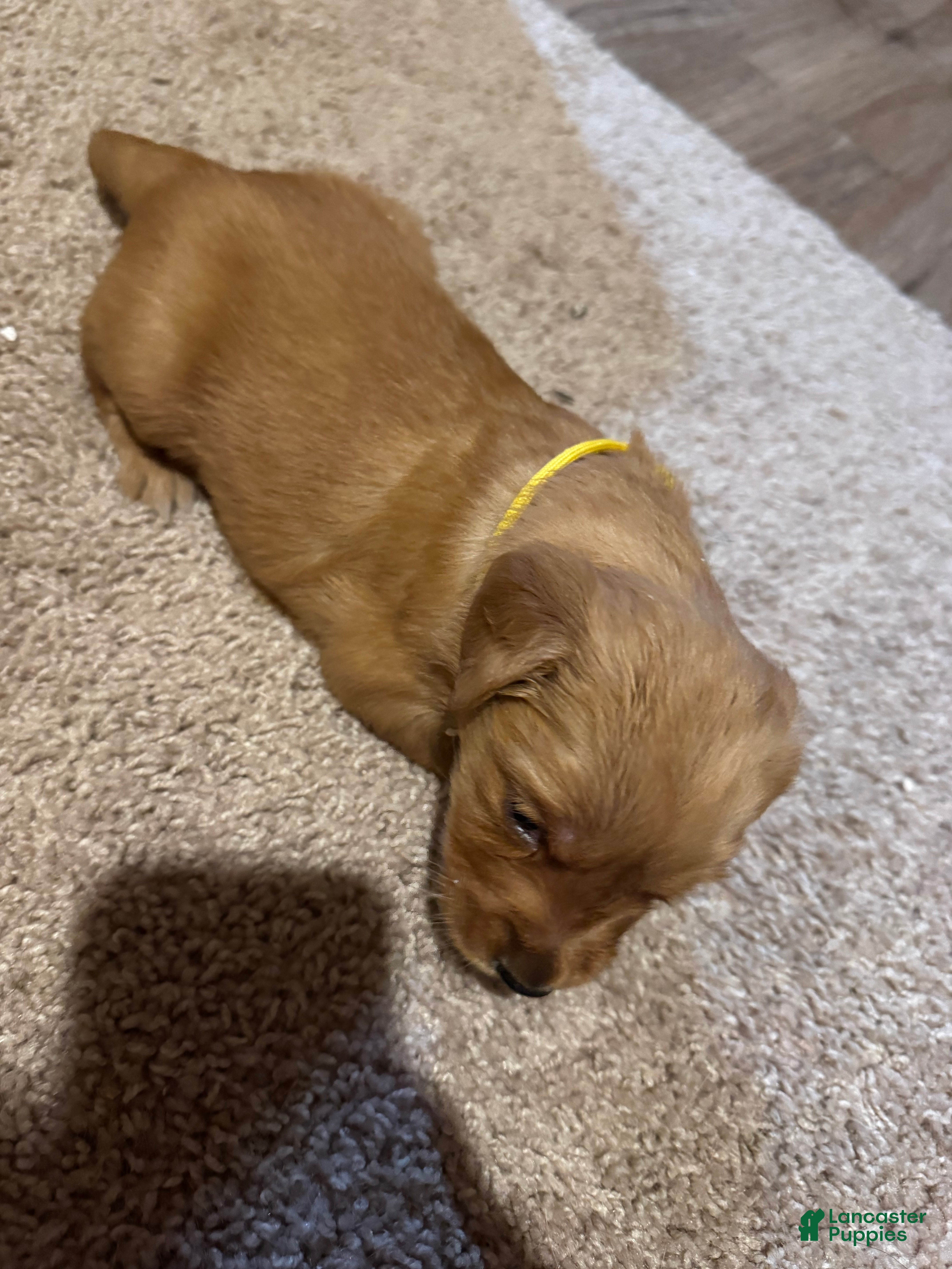 Golden Retriever dogs Golden Retriever Puppy 5 - Ad 18